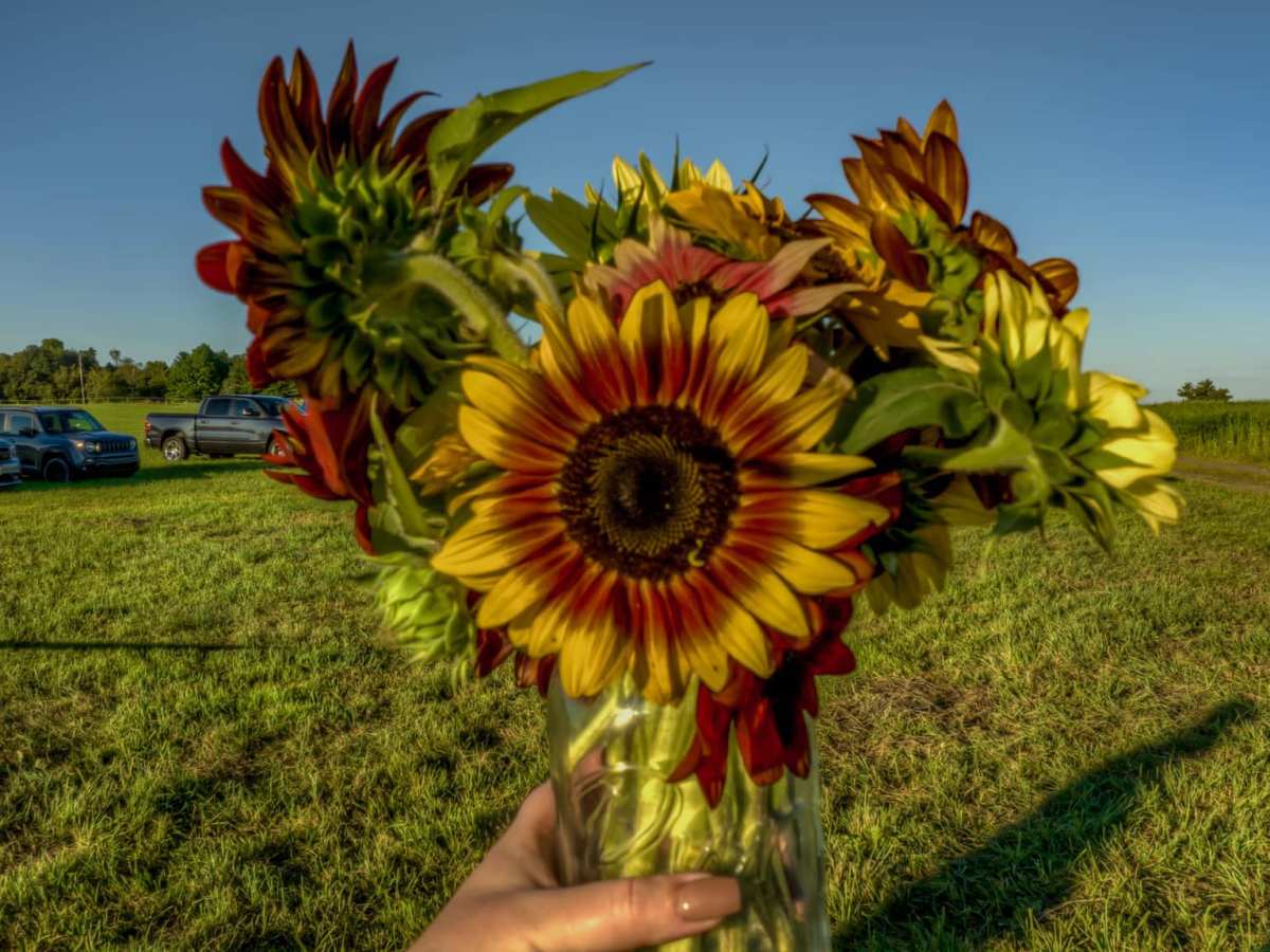 a vase of flowers sitting on top of a grass covered field