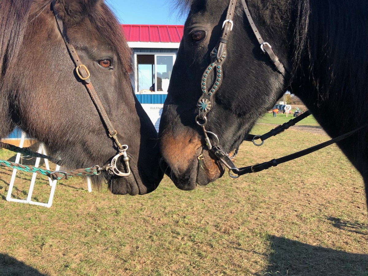 a close up of a horse